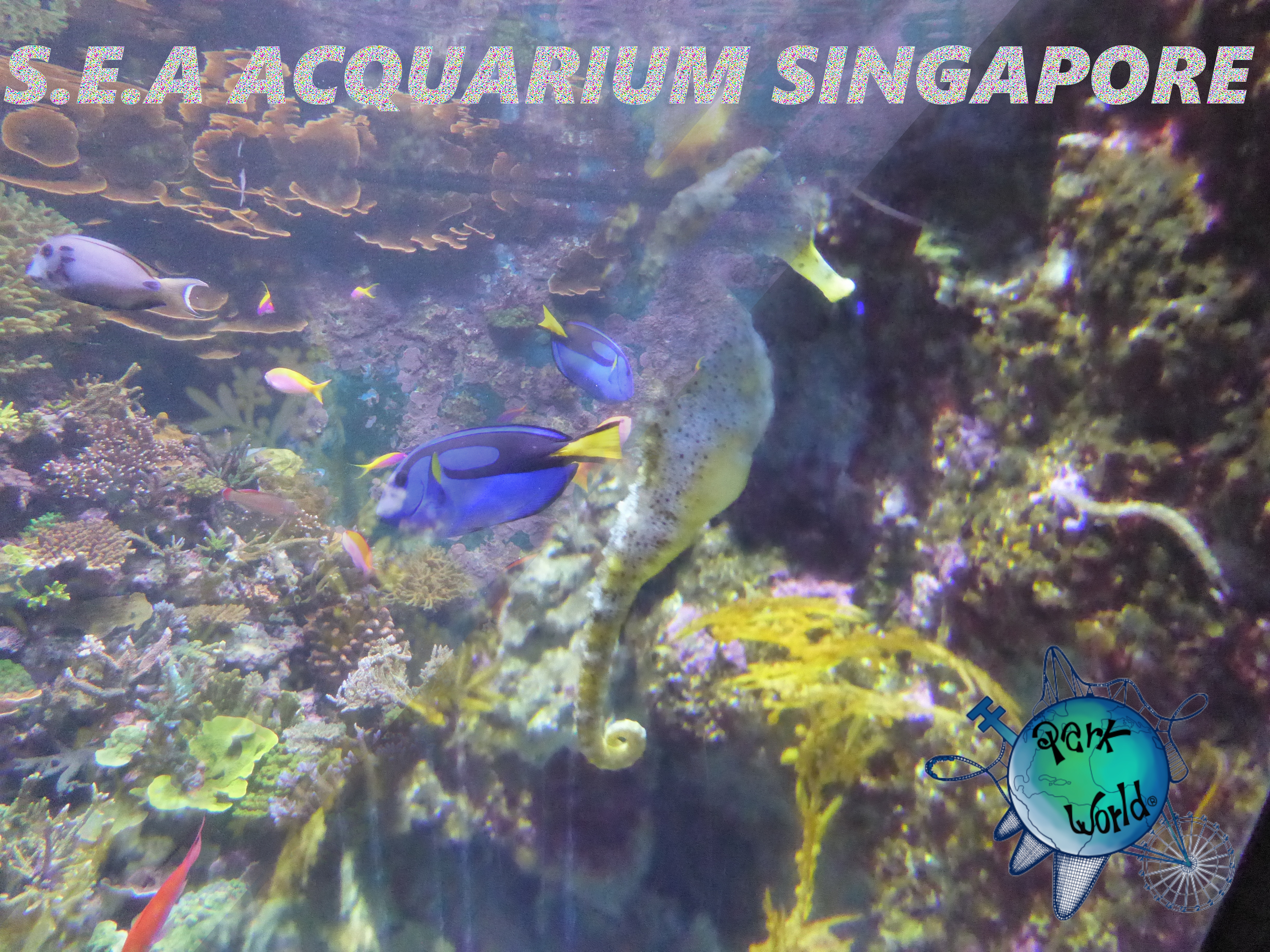 S.E.A ACQUARIUM SINGAPORE