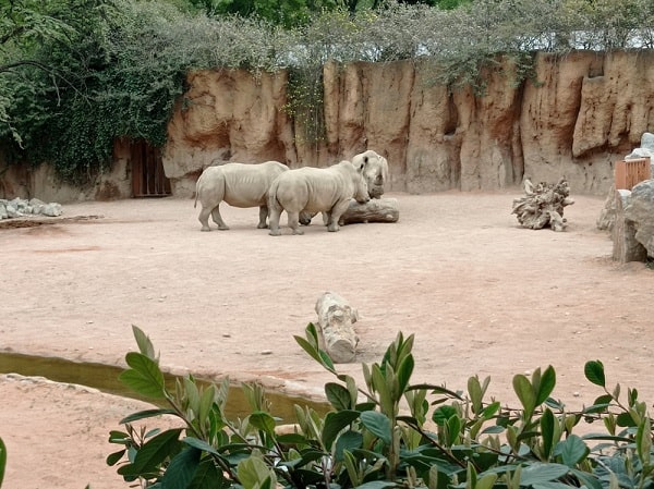 Parco Faunistico le Cornelle 2025